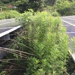 施工前 太陽光メンテナンス